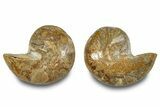 Jurassic Cut & Polished Nautilus (Cymatoceras) Fossil -Madagascar #283126-1